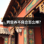 狗营养不良会怎么样？（图2）
