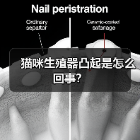 猫咪生殖器凸起是怎么回事？（图2）