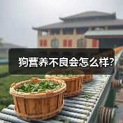 狗营养不良会怎么样？（图4）