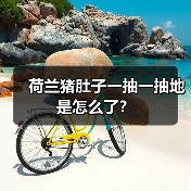 荷兰猪肚子一抽一抽地是怎么了？（图2）