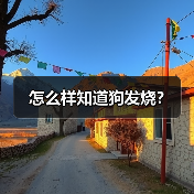 怎么样知道狗发烧？