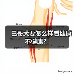 巴哥犬要怎么样看健康不健康？（图3）