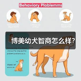 博美幼犬智商怎么样？