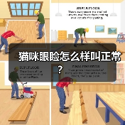猫咪眼睑怎么样叫正常？（图4）