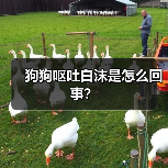 狗狗呕吐白沫是怎么回事？（图2）
