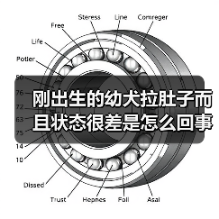 刚出生的幼犬拉肚子而且状态很差是怎么回事？（图3）