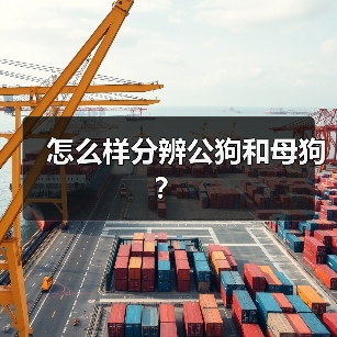 怎么样分辨公狗和母狗？（图4）