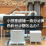 小猫崽眼睛一直分泌黄色的分泌物怎么办？（图1）