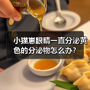 小猫崽眼睛一直分泌黄色的分泌物怎么办？（图4）