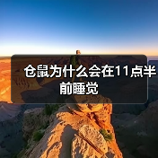 仓鼠为什么会在11点半前睡觉（图2）