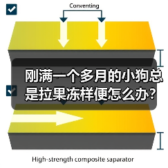 刚满一个多月的小狗总是拉果冻样便怎么办？（图1）