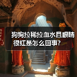 狗狗拉稀拉血水且眼睛很红是怎么回事？（图2）