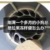 刚满一个多月的小狗总是拉果冻样便怎么办？