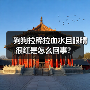 狗狗拉稀拉血水且眼睛很红是怎么回事？