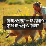 狗狗发烧后一条后腿立不起来是什么原因？