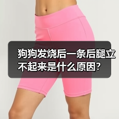 狗狗发烧后一条后腿立不起来是什么原因？（图3）