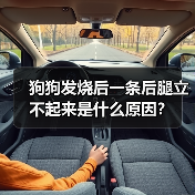 狗狗发烧后一条后腿立不起来是什么原因？（图4）