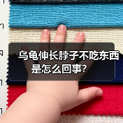 乌龟伸长脖子不吃东西是怎么回事？（图1）