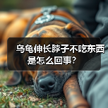 乌龟伸长脖子不吃东西是怎么回事？