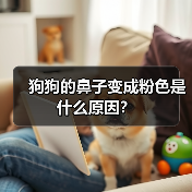 狗狗的鼻子变成粉色是什么原因？