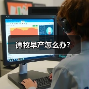 德牧早产怎么办？（图1）