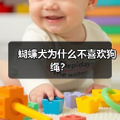 蝴蝶犬为什么不喜欢狗绳？（图2）