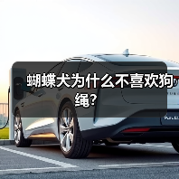 蝴蝶犬为什么不喜欢狗绳？（图4）