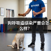 狗呼吸道感染严重会怎么样？（图2）