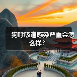 狗呼吸道感染严重会怎么样？