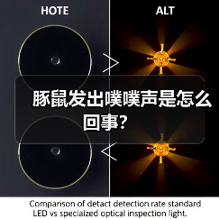 豚鼠发出噗噗声是怎么回事？