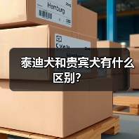 泰迪犬和贵宾犬有什么区别？（图2）