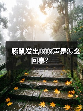豚鼠发出噗噗声是怎么回事？（图1）