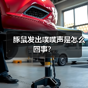 豚鼠发出噗噗声是怎么回事？（图4）
