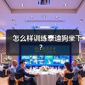 怎么样训练泰迪狗坐下？（图2）