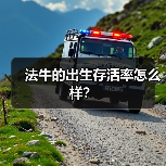 法牛的出生存活率怎么样？（图2）