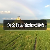 怎么样去除幼犬泪痕？