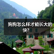 狗狗怎么样才能长大的快？（图2）
