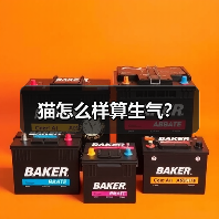 猫怎么样算生气？（图4）