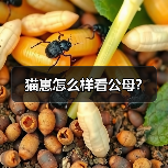 猫崽怎么样看公母？（图3）
