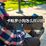 卡斯罗小狗怎么样训练？（图1）
