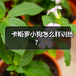卡斯罗小狗怎么样训练？