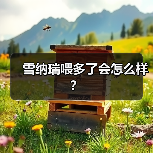 雪纳瑞喂多了会怎么样？（图2）