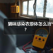 猫咪感染衣原体怎么治？（图3）