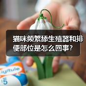 猫咪频繁舔生殖器和排便部位是怎么回事？（图1）