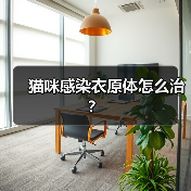 猫咪感染衣原体怎么治？