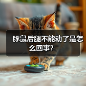 豚鼠后腿不能动了是怎么回事？（图4）