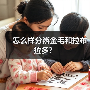 怎么样分辨金毛和拉布拉多？（图1）