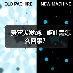 贵宾犬发烧、呕吐是怎么回事？