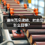 猫咪耳朵流脓、吐血是怎么回事？（图1）