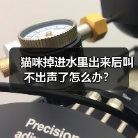 猫咪掉进水里出来后叫不出声了怎么办？（图4）